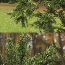 Pine Tree (GeoPattern) 3d model Free Download