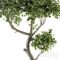 Plant Big Bonsai Indoor Plants 110 | Vray+Corona Free Download