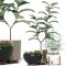 Plants collection 73 Modernica pots Free Download