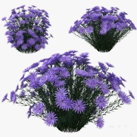 Pro 3DSky Aster dumosus Lady in Blue Free Download