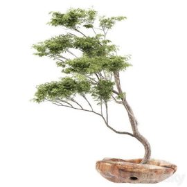 Pro 3DSky Bonsai5 Free Download