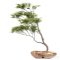 Pro 3DSky Bonsai5 Free Download