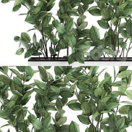 Pro 3DSky Plant Ficus elastica 675. Thickets ornamental tree white pot flowerpot Scandinavian style bushes Free Download