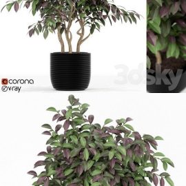 Pro 3DSky Plants collection 163 Free Download