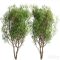 Set of Salix Alba Trees | Vray Free Download