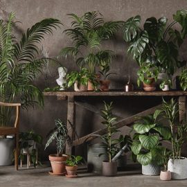 3DCollective – Interior Plants Pack 01 Free Download