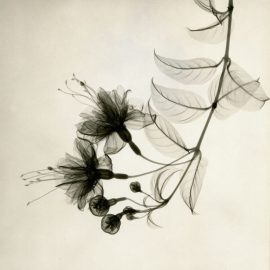 Fine art photography: X-ray like images of flowers for beginners