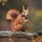 Redsquirrel Summer Animated | Vfx Grace Free Download