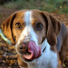 Portrait Photography: Five Ideas For Photographing Dogs